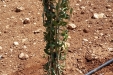 poda_formacion_olivar-2