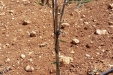 poda_formacion_olivar-3