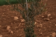 poda_formacion_olivar-4