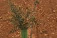 poda_formacion_olivar-5