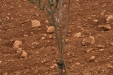 poda_formacion_olivar-6