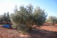PodaOlivos01