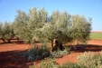 PodaOlivos02