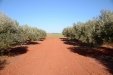 PodaOlivos03
