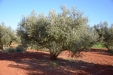 PodaOlivos04