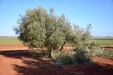 PodaOlivos05