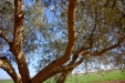 PodaOlivos06