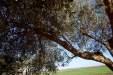 PodaOlivos07