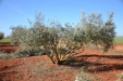 PodaOlivos09