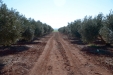 PodaOlivos12