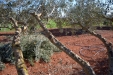 PodaOlivos16