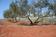 PodaOlivos18