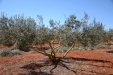 PodaOlivos20