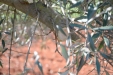 PodaOlivos28