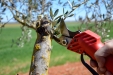 PodaOlivos46