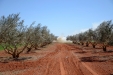 PodaOlivos47