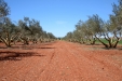 PodaOlivos48