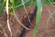 RiegoPorGoteoDelAjo-04