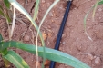 RiegoPorGoteoDelAjo-05