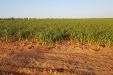 RiegoPorGoteoDelAjo-10