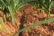 RiegoPorGoteoDelAjo-13