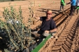 PlantacionOlivar_riegoDeImplantacion-22