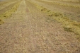 SegandoLentejas-28