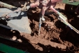 PlantandoVid18