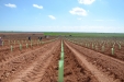 PlantandoVid31
