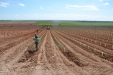 PlantandoVid40