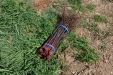 PlantandoVid49