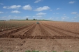 PlantandoVid53