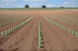 PlantandoVid54