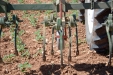 SurcarGirasoles-02