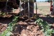 SurcarGirasoles-12