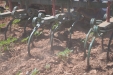 SurcarGirasoles-14
