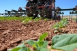 SurcarGirasoles-16