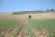 SurcarGirasoles-20