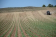 SurcarGirasoles-25