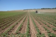 SurcarGirasoles-28