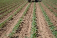SurcarGirasoles-30