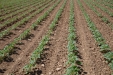 SurcarGirasoles-31
