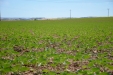 SurcarGirasoles-36