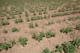 SurcarGirasoles-37