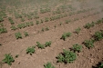 SurcarGirasoles-39