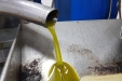 Cogiendo_Aceituna_Picual-07