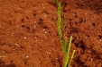 plantandoCebollas-15